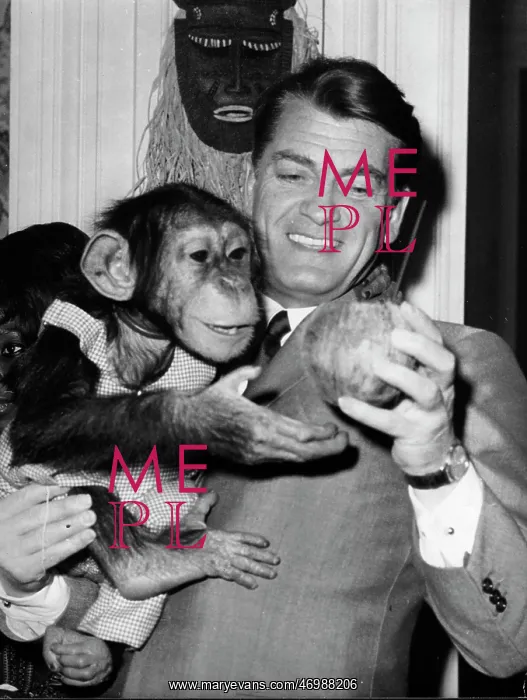 : Actor Jean Marais with a chimpanzee : Actor Jean Marais with a chimpanzee