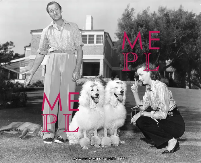 : Actor, Novelist David Niven 1910 - 1983 : Actor, Novelist David Niven 1910 - 1983