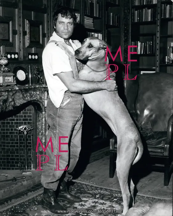 : Actor Oliver Reed and His Great Dane : Actor Oliver Reed and His Great Dane