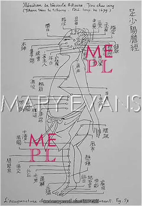 : Acupuncture -- the Gall Bladder : Acupuncture -- the Gall Bladder
