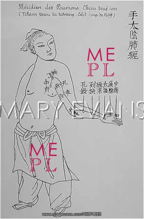 : Acupuncture -- the Lungs : Acupuncture -- the Lungs