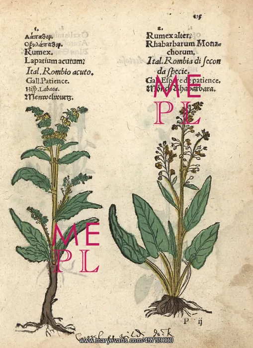 : Acute dock, Rumex acutus, and alpine dock, Rumex alpinus : Acute dock, Rumex acutus, and alpine dock, Rumex alpinus