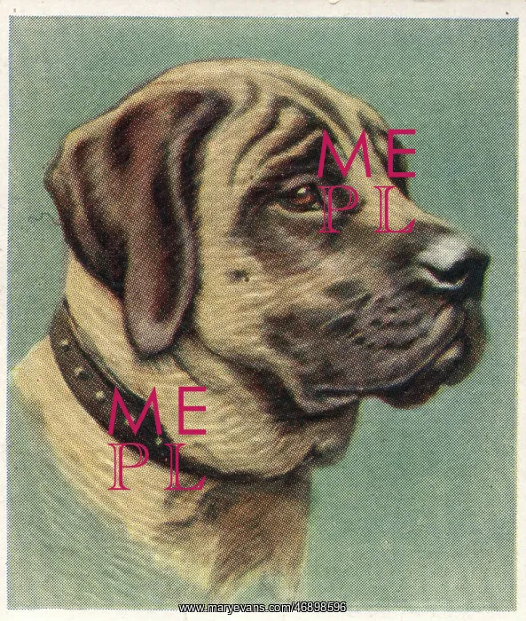 : Advertising - 1950's, cigarette card, Mastiff : Advertising - 1950's, cigarette card, Mastiff