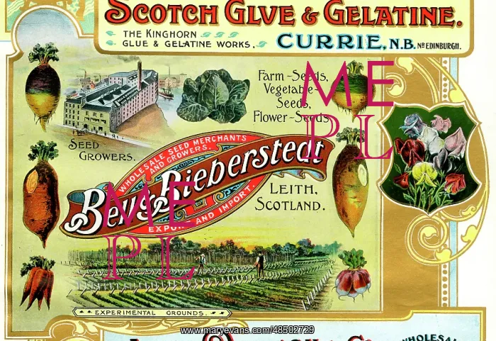 : Advert, Bell & Bieberstedt, Seed Growers, Leith, Scotland : Advert, Bell & Bieberstedt, Seed Growers, Leith, Scotland