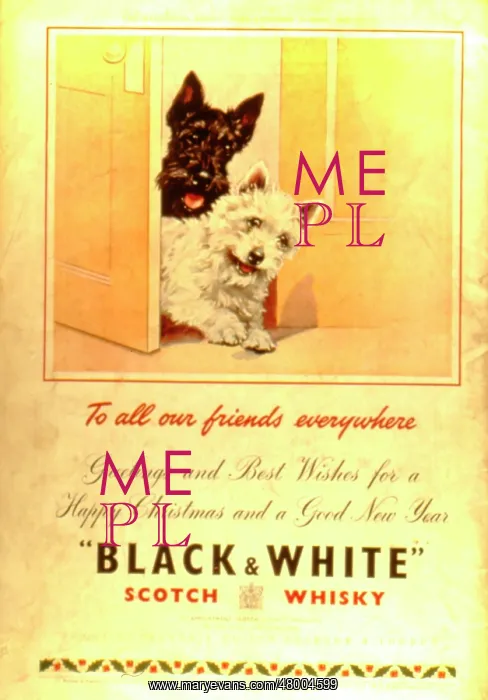 : Advertisement for Black & White Scotch Whisky : Advertisement for Black & White Scotch Whisky