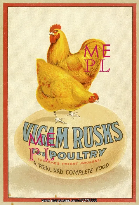  : ADVERT / CHICKEN FEED