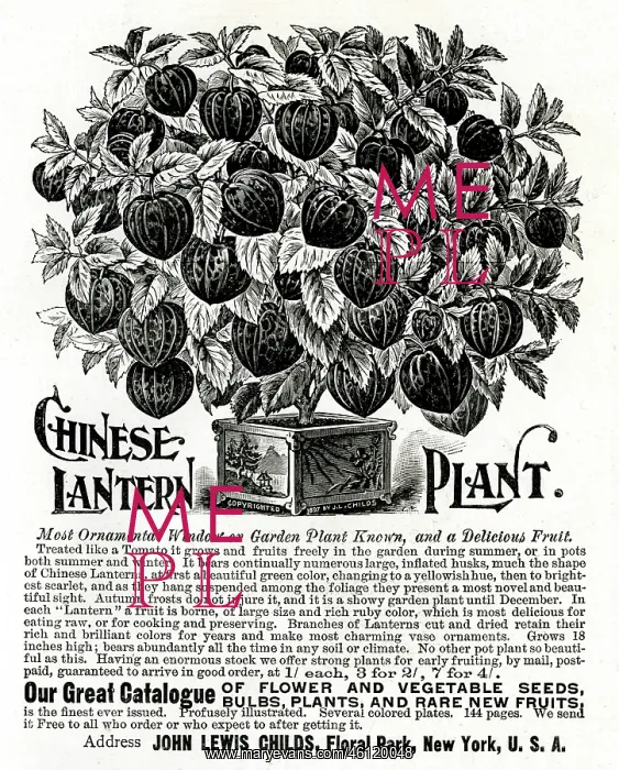 : Advert for Chinese Lantern Plant 1897 : Advert for Chinese Lantern Plant 1897
