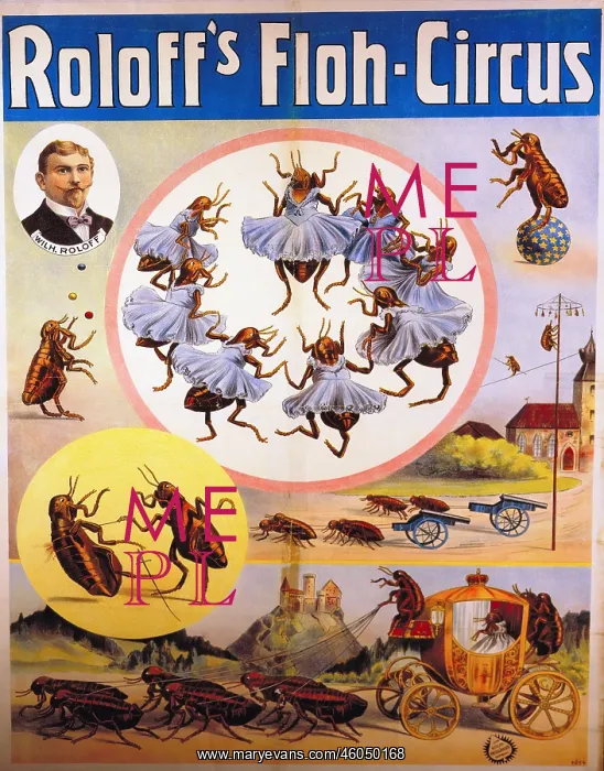 : advertising, circus, poster Roloff`s Floh-Circus : advertising, circus, poster Roloff`s Floh-Circus