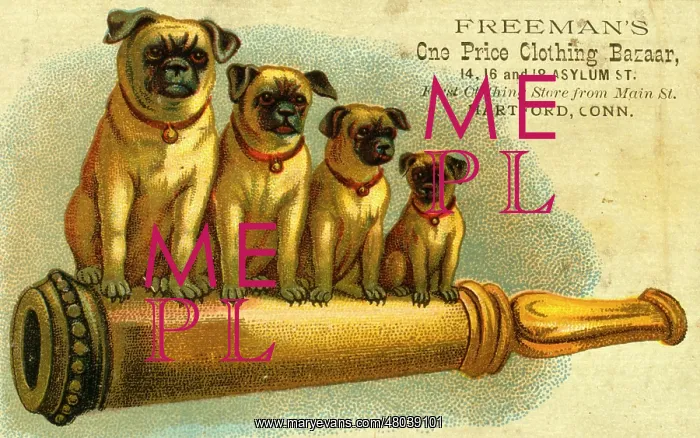 : Advert for clothing store with four pug dogs : Advert for clothing store with four pug dogs