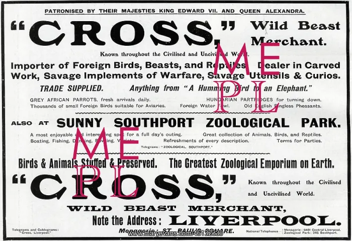 : Advertisement for Cross - Wild Beast Merchant, Liverpool : Advertisement for Cross - Wild Beast Merchant, Liverpool