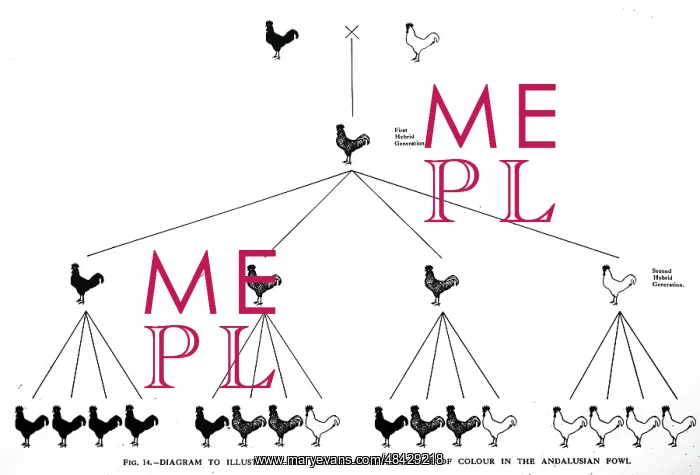 : From AD Darbishire, Breeding and the Mendelian Discovery : From AD Darbishire, Breeding and the Mendelian Discovery