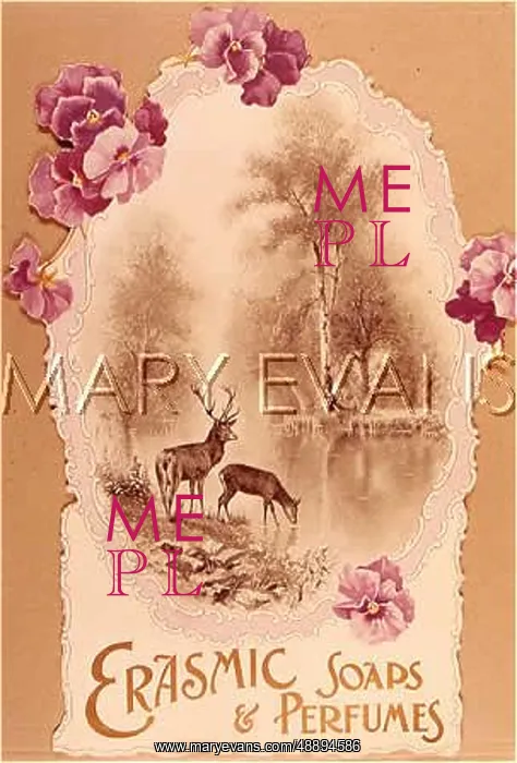  : ADVERT / ERASMIC VIOLETS