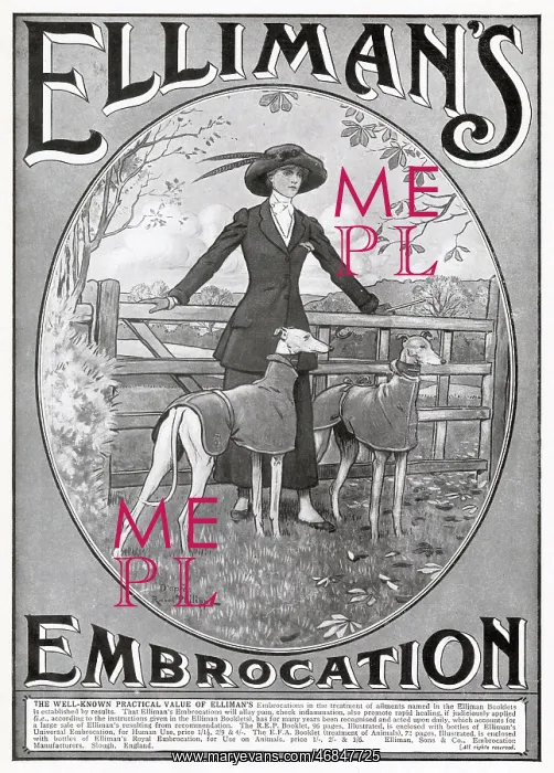 : Advert for for Elliman's Universal Embrocation 1913 : Advert for for Elliman's Universal Embrocation 1913