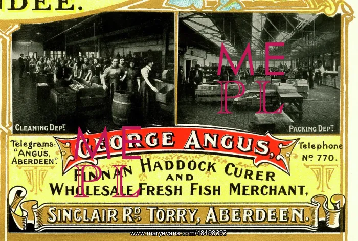 : Advert, George Angus, Fish Merchant, Aberdeen : Advert, George Angus, Fish Merchant, Aberdeen