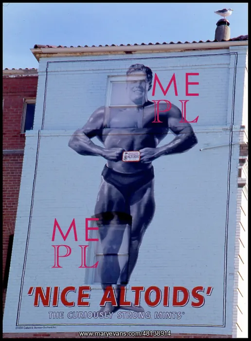 : Advertising hoarding on the side of a building with seagull : Advertising hoarding on the side of a building with seagull