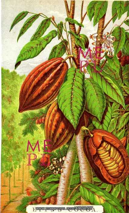  : Advertising insert, Epps's Cocoa
