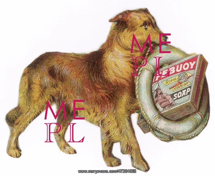 : ADVERT / LIFEBUOY DOG 1890 : ADVERT / LIFEBUOY DOG 1890
