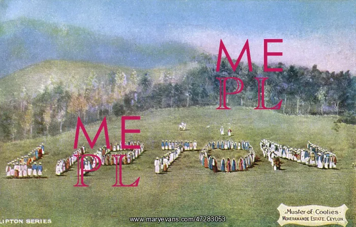 : ADVERT / LIPTON'S TEA 1900 : ADVERT / LIPTON'S TEA 1900