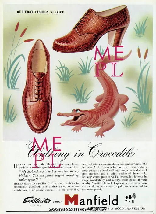 : Advert for Manfield crocodile shoes 1951 : Advert for Manfield crocodile shoes 1951