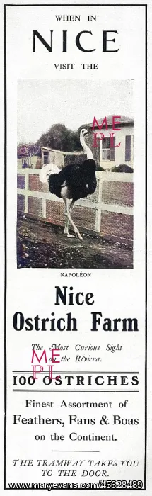 : Advertisement for the Nice Ostrich Farm : Advertisement for the Nice Ostrich Farm