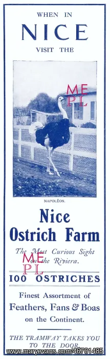 : Advertisement for the Nice Ostrich Farm : Advertisement for the Nice Ostrich Farm