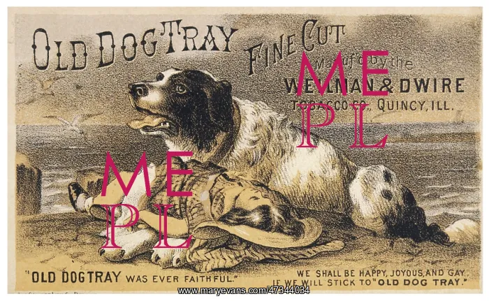 : ADVERT FOR OLD DOG TRAY : ADVERT FOR OLD DOG TRAY