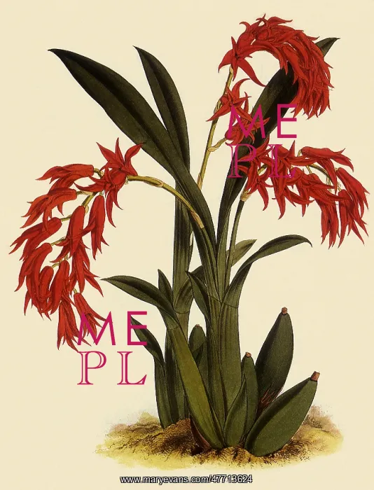  : Ada Aurantica