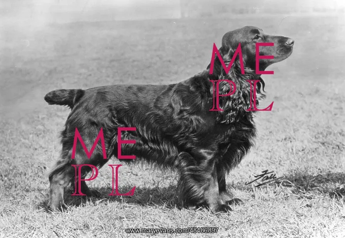 : Adam of Elmbury - Field Spaniel - Fall Photograph : Adam of Elmbury - Field Spaniel - Fall Photograph