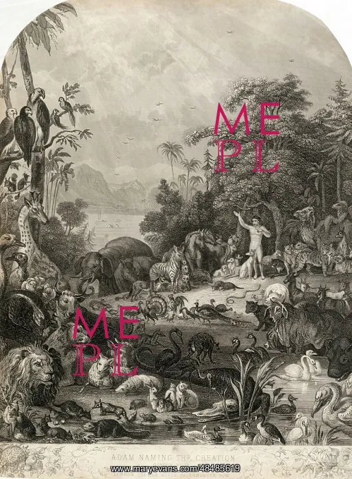  : Adam Naming the Creation