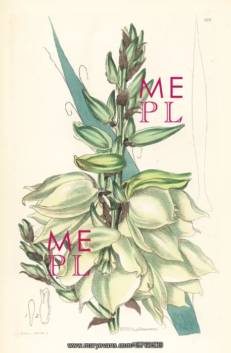 : Adam's needle or needle palm, Yucca flaccida : Adam's needle or needle palm, Yucca flaccida