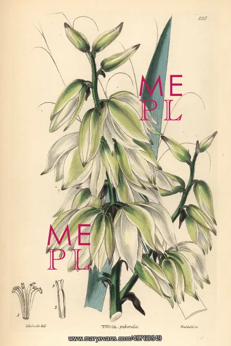 : Adam's needle or needle palm, Yucca flaccida : Adam's needle or needle palm, Yucca flaccida