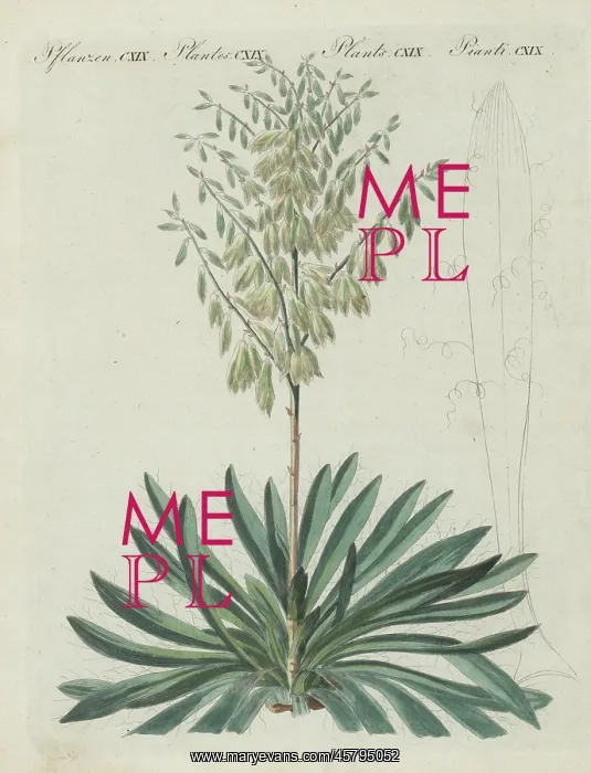 : Adam's needle and thread, Yucca filamentosa : Adam's needle and thread, Yucca filamentosa