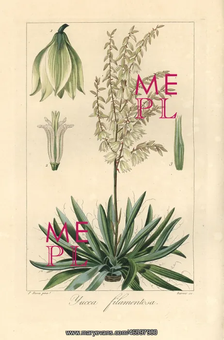 : Adam's needle, Yucca filamentosa, native to North America : Adam's needle, Yucca filamentosa, native to North America