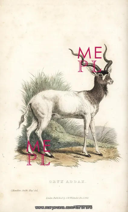 : Addax, Addax nasomaculatus. Critically endangered : Addax, Addax nasomaculatus. Critically endangered