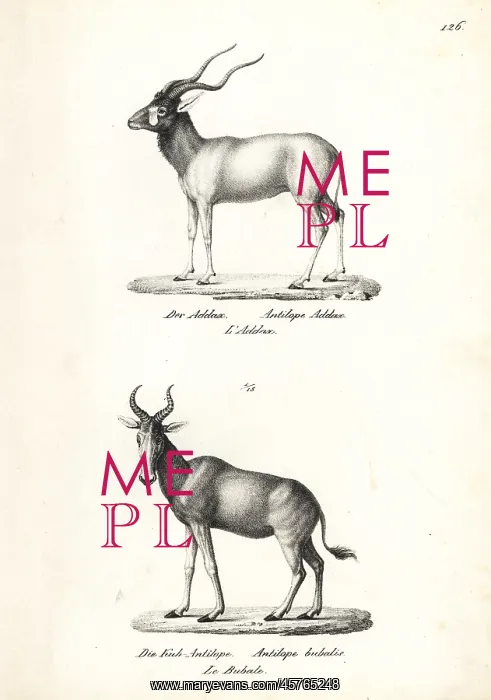 : Addax antelope (critically endangered) and : Addax antelope (critically endangered) and