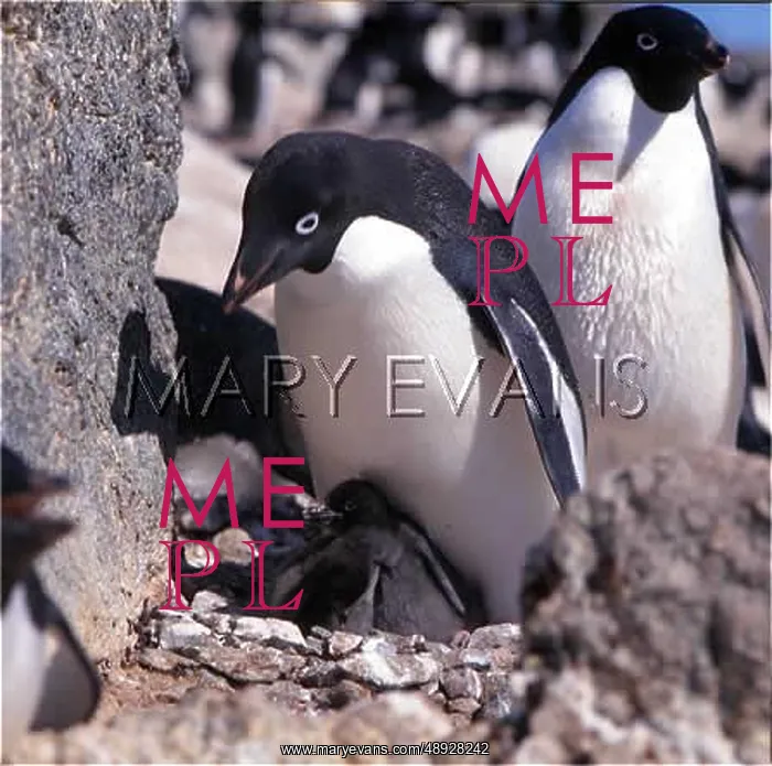 : ADELIE PENGUIN & CHICKS : ADELIE PENGUIN & CHICKS