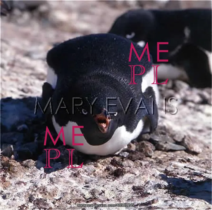 : ADELIE PENGUIN DEFENCE : ADELIE PENGUIN DEFENCE