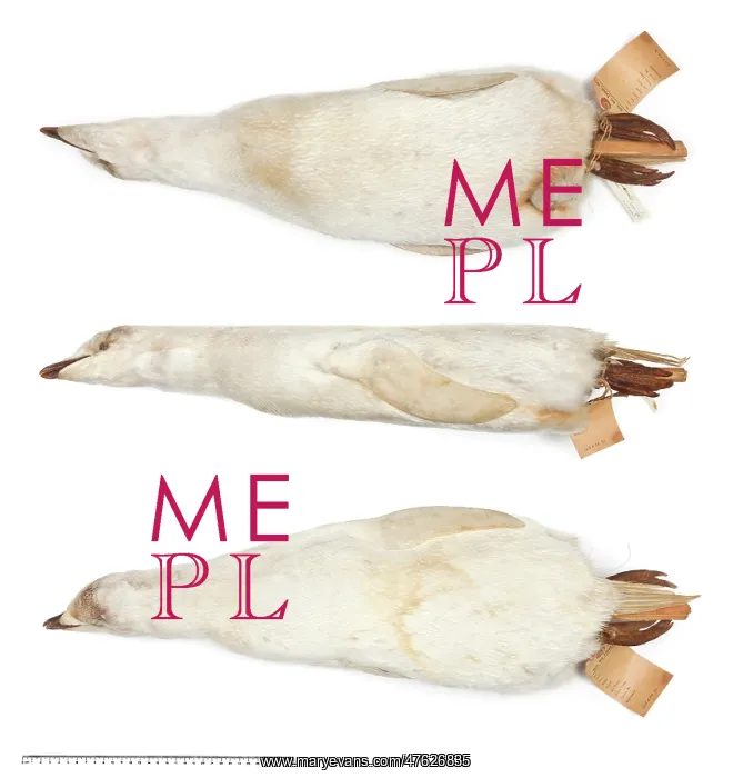 : Adelie penguin Pygoscelis adeliae : Adelie penguin Pygoscelis adeliae