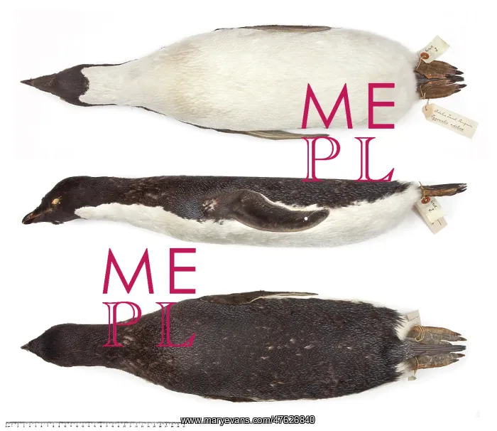 : Adelie penguin, Pygoscelis adeliae : Adelie penguin, Pygoscelis adeliae
