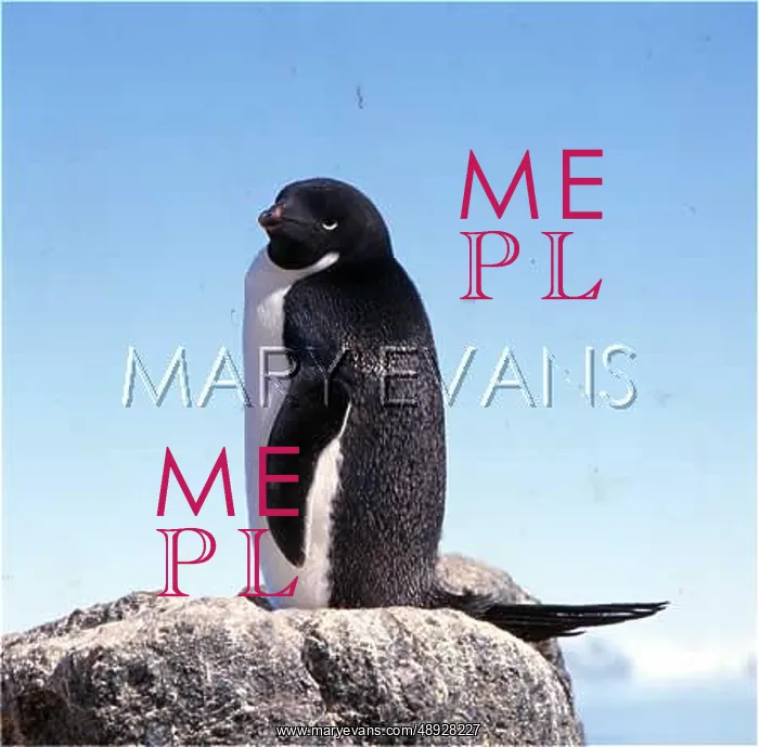 : ADELIE PENGUIN ON ROCK : ADELIE PENGUIN ON ROCK