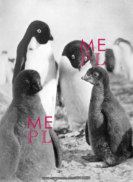 : ADELIE PENGUINS : ADELIE PENGUINS