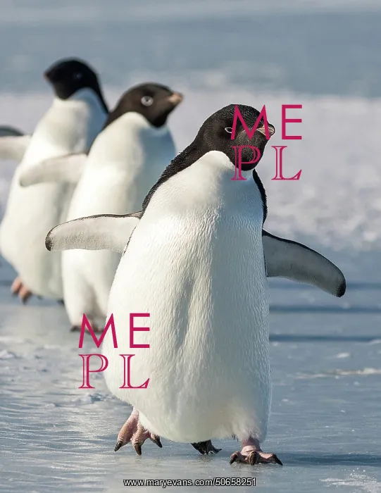 : Adelie Penguins, Antarctica : Adelie Penguins, Antarctica
