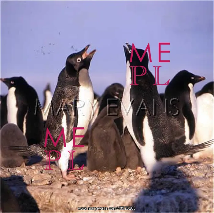 : ADELIE PENGUINS & CHICKS : ADELIE PENGUINS & CHICKS