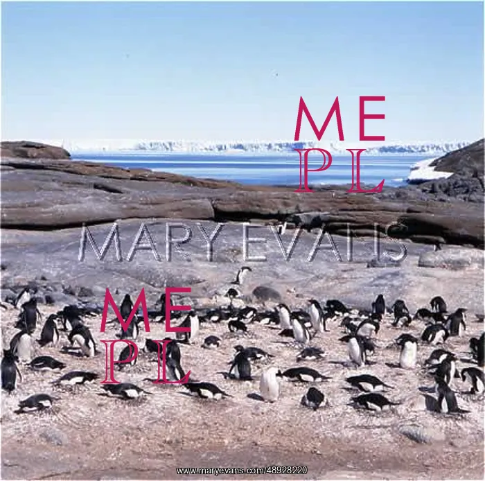  : ADELIE PENGUINS ON NESTS