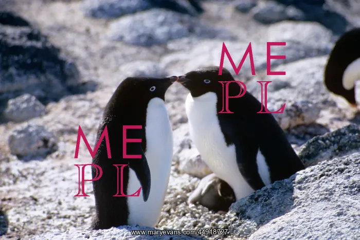 : Two Adelie Penguins (Pygoscelis Adeliae) : Two Adelie Penguins (Pygoscelis Adeliae)