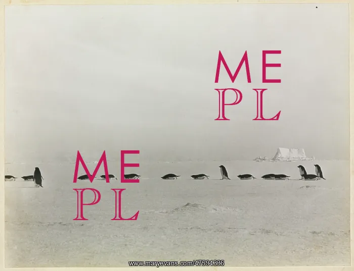 : Adeliee Penguin group : Adeliee Penguin group
