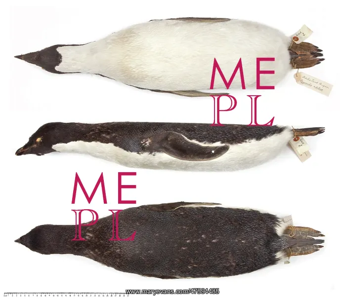 : Adeliee penguin, Pygoscelis adeliae : Adeliee penguin, Pygoscelis adeliae