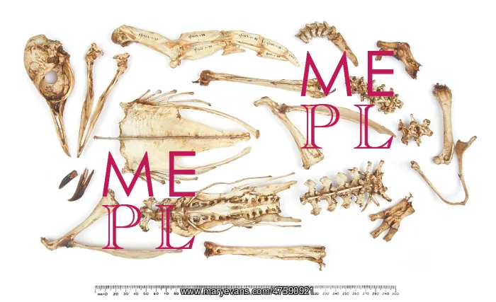 : Adeliee penguin skeleton Pygoscelis adeliae : Adeliee penguin skeleton Pygoscelis adeliae