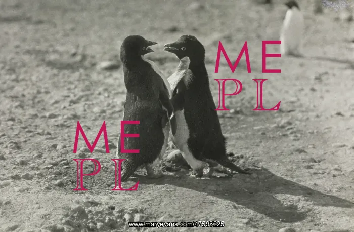 : Adeliee Penguins, Cape Adair : Adeliee Penguins, Cape Adair