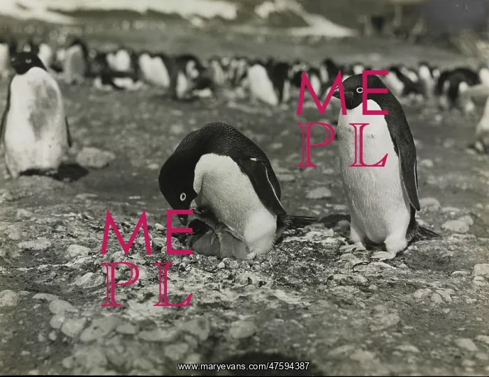 : Adeliee Penguins, Cape Adare : Adeliee Penguins, Cape Adare